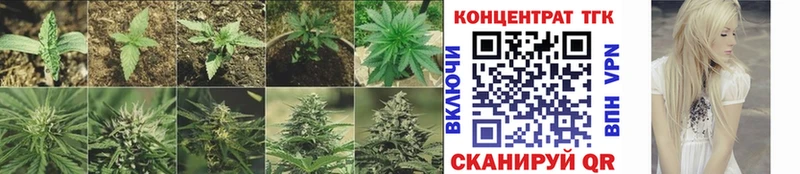 ТГК Wax  Грязовец 